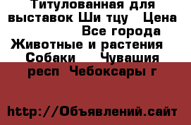 Титулованная для выставок Ши-тцу › Цена ­ 100 000 - Все города Животные и растения » Собаки   . Чувашия респ.,Чебоксары г.